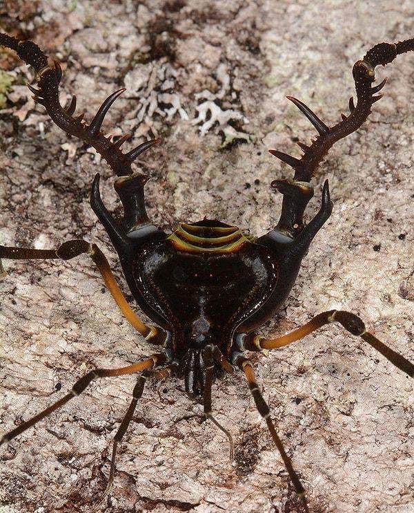 3. Sadocus Asperatus örümceği: