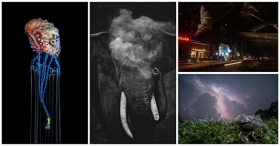 Asya'nın En Saygın Doğa ve Vahşi Yaşam Fotoğraf Yarışması Olan Nature inFocus 2020'nin Kazananları Belli Oldu!