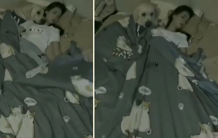 Birlikte Uyuduğu İnsan Dostunun Üstü Açılınca Anında Gerekeni Yapan Akıllı Köpek