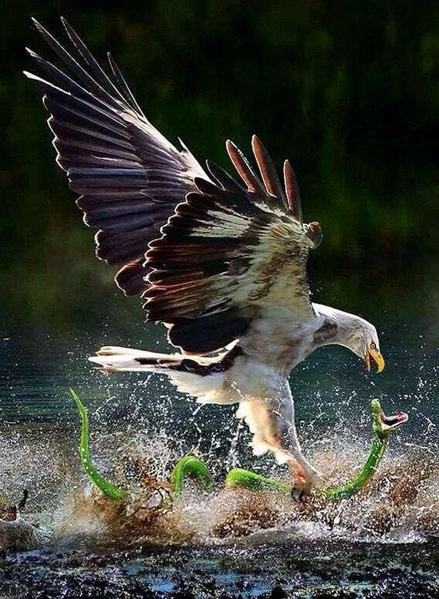 12. Yılan avlayan kartal: