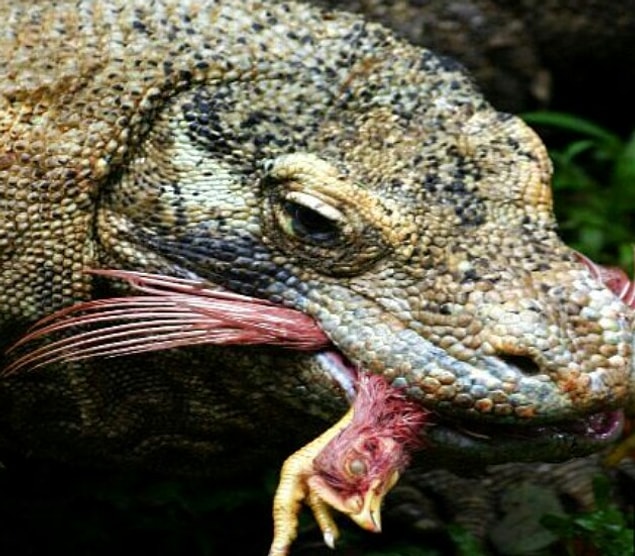 13. Tavuk yiyen komodo ejderi: