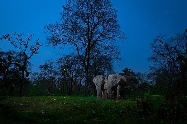 2. Yaratıcı Doğa Fotoğrafları Kategorisi 1.'lik ödülü: 'A Mirage In The Night', Nayan Jyoti Das