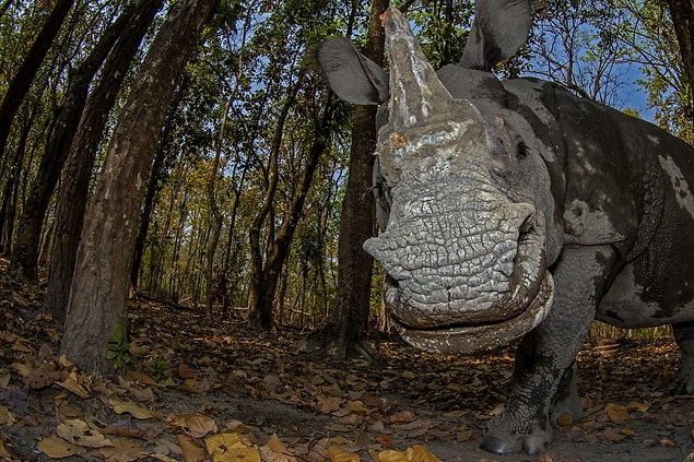 7. Hayvan Portreleri Kategorisi 3.'lük ödülü: 'Rhino’s Day Out', Soumabrata Moulick