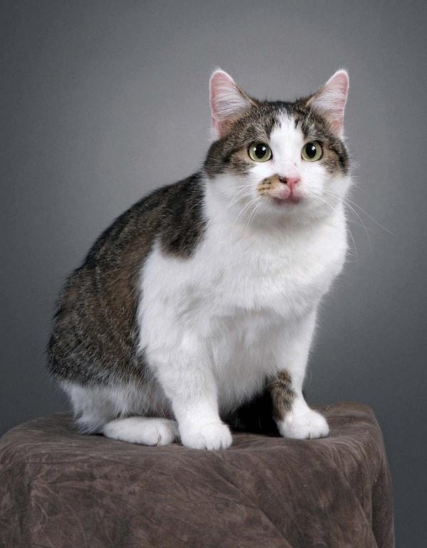 5. İlk klonlanan evcil hayvan bir kediydi, ismi de Copy Cat (Kopya Kedi) idi.