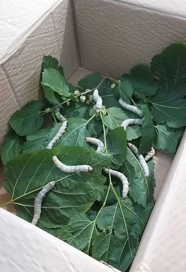 19. Dut ağacı yaprakları ile kutuda ipek böceği besleyen çocuklar