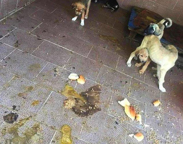 10. Tire'deki köpeklerin ölüme terk edildiği iddiası...