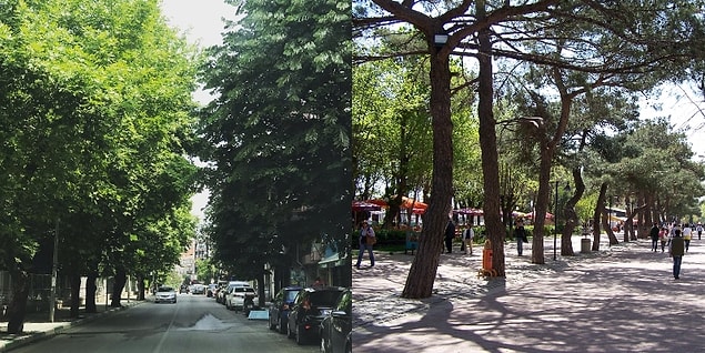 12. Merkezi bu kadar yeşil olan kaç şehir var?