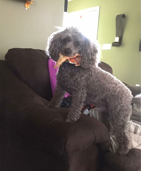 2. Он начал лаять на дверь, а когда я встал, чтобы выглянуть наружу, он побежал назад, украл кусок моей пиццы. У двери никого не было..