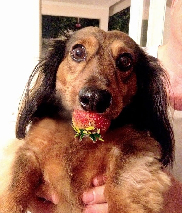 18. Поймали ее на краже еды с корзины для пикника. Слишком мило, чтобы злиться