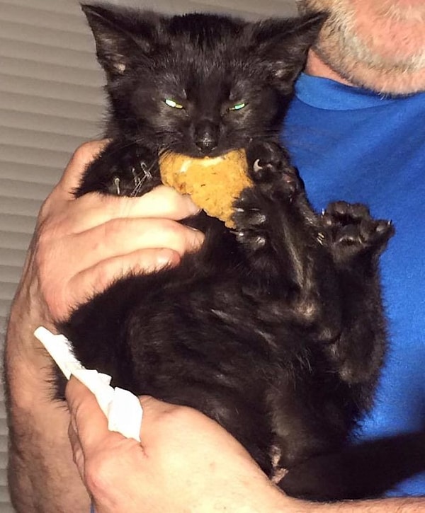 20. Итак, кошка моего друга решила украсть курицу