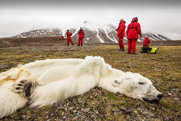 14. Norveç'te buzulların erimesiyle açlıktan ölen bir kutup ayısı.
