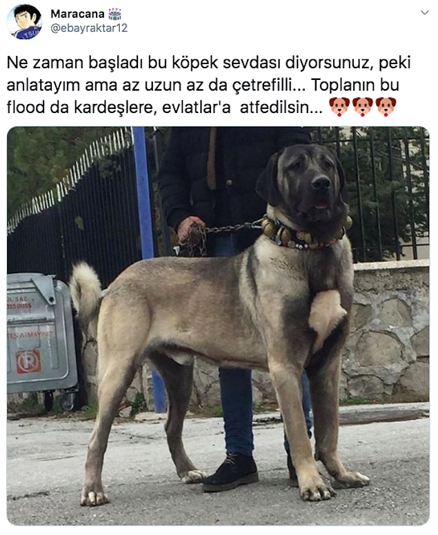 Twitter'da @ebayraktar12 adlı kişi köpeklerle arasındaki bağın nereden geldiğini anlatınca kalbimiz yumuşacık oldu. Biz de sizinle paylaşmak istedik. 😊