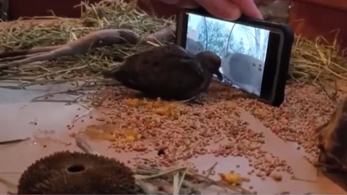 Yalnız Olduğu İçin Yem Yemeyen Kuş İçin Muhteşem Bir Çözüm Bulan Güzel İnsan