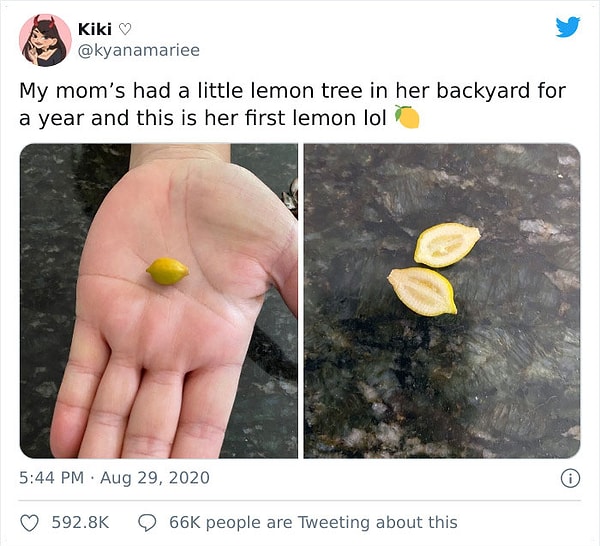 4. У моей мамы в огороде лимонное дерево, которое она выращивала год. И вот ее первый лимон. Лол