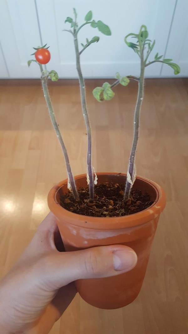 6. Я просто не знаю, что мне делать, может, открыть завод по производству кетчупа?