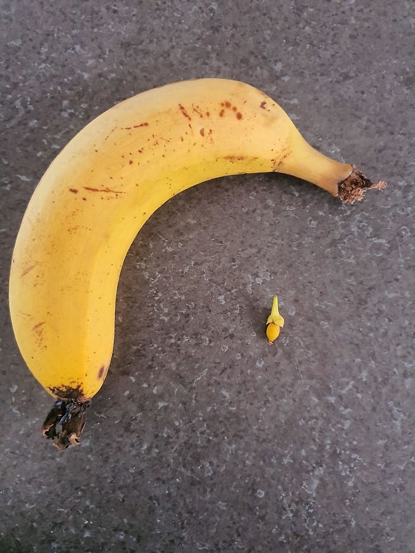 16. Сегодня созрел мой первый мейер-лимон. Я так горжусь этим маленьким парнем. Банан здесь просто так, для масштаба