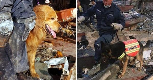 7. 300'den fazla arama kurtarma köpeğinden yardım alındı...