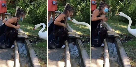 Maskesini Çenesinin Altında Kullanan Kadına Unutamayacağı Bir Ders Veren Kuğu