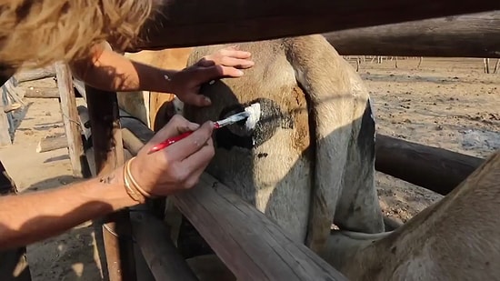 Hayat Kurtaran Maykaj: Sığırları Yırtıcılardan Korumak İçin Kalçalarına Göz Çiziliyor