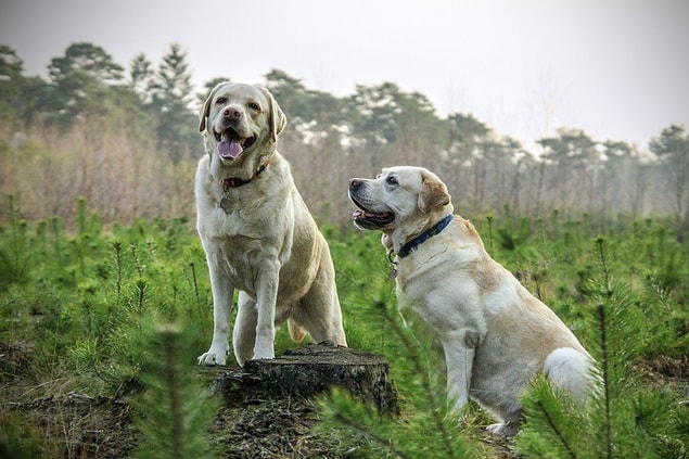 12. Her Labrador Retriever köpeği muz hakkında rüya görür.