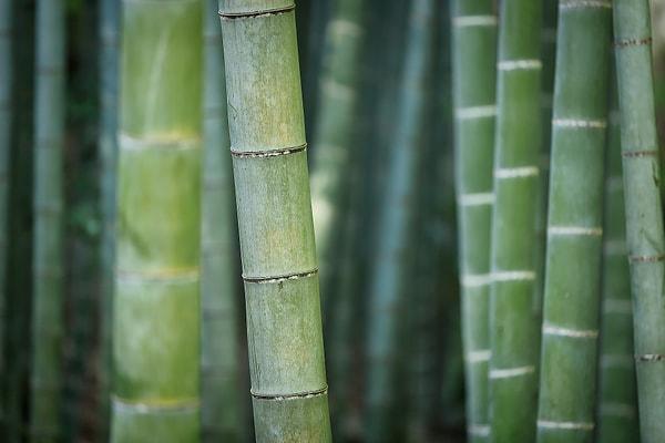 20. Dünyanın en hızlı uzayan bitkisi bambudur ve günde 90 cm uzar.