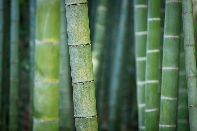 20. Dünyanın en hızlı uzayan bitkisi bambudur ve günde 90 cm uzar.