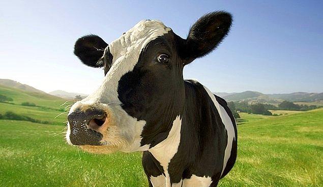 30. Mutlu olan inekler daha fazla süt verir.
