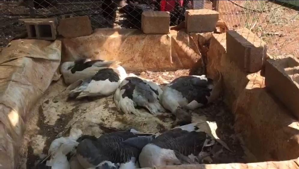 Resmen Cinayet! Göstermelik Çiftlikle Kredi Çekip Hayvanları Ölüme Terk Etti