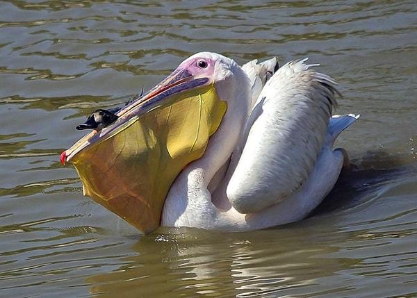 15. Bütün bir ördeği yiyen pelikan: