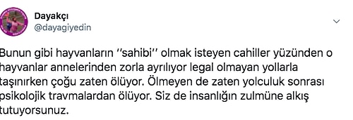 Hayvan Kaçakçılığını Alışkanlık Haline Getiren Sosyal Medya Fenomeni Meriç İzgi 3. Maymunu da Satın Alınca Ortalık Karıştı!