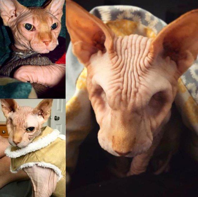 Jasper doğduğunda iki gözü de olan sağlıklı bir kediymiş. Korneasında oluşan iltihaplanma yüzünden 2013 yılında bir gözünü kaybetmiş. İlk ameliyatından 5 yıl sonra ise diğer gözünü de aldırmak zorunda kalmışlar.