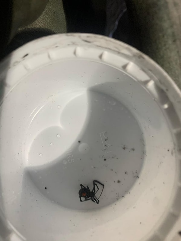 «Эта мелочь укусила меня, пока я какала».