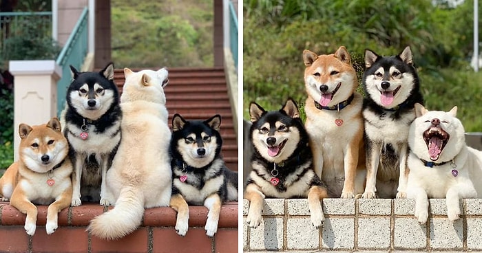 Собачка Хина постоянно портит групповые фотографии, и это выглядит очень смешно