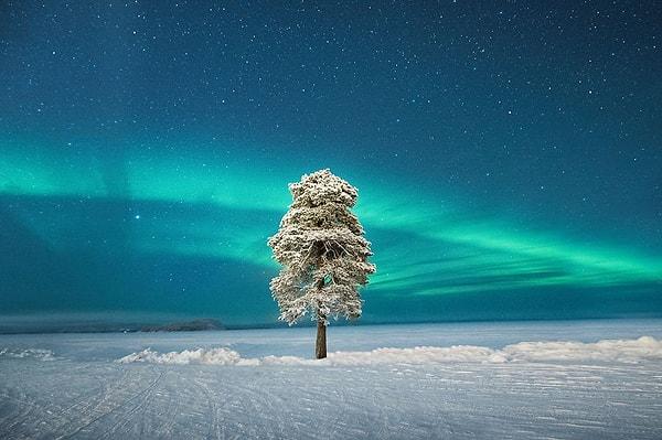 13. 'Lone Tree Under A Scandinavian Aurora' - Tom Archer