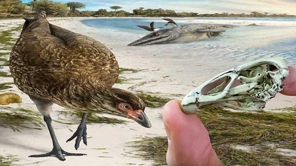10. 67 milyon yıllık en eski kuş fosili WonderChicken keşfedildi.