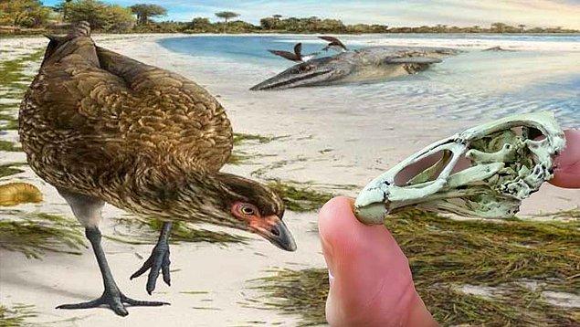 10. 67 milyon yıllık en eski kuş fosili WonderChicken keşfedildi.