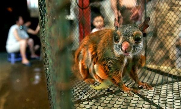 18. Çin'de bazı eyaletlerde canlı hayvan pazarları yasaklandı.