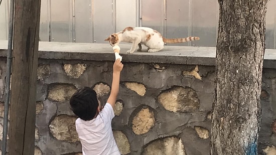 Dondurmasını Sokak Kedisi ile Paylaşan Ufaklığın Muhteşem Anları