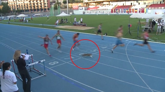 İstanbul'daki 100 Metre Yarışını 7 Atlet ile Birlikte Tamamlayan Kedi