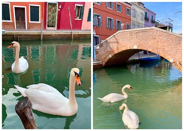 4. Природа восстановилась, все вернулись на свои места.