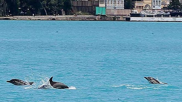 6. В пролив Босфор вернулись дельфины