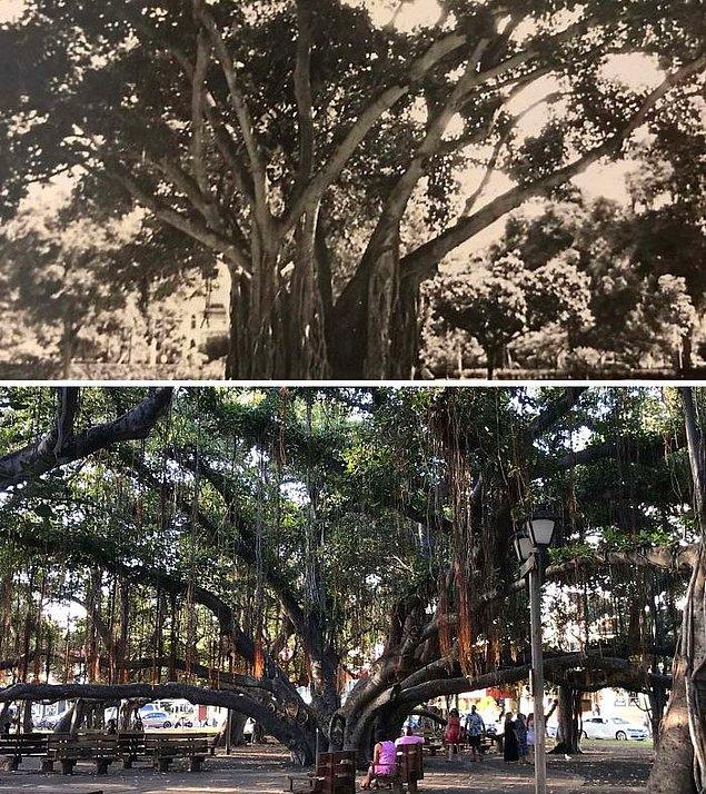 11. "Maui'deki Banyan ağacı. Büyükbabamın İkinci Dünya Savaşı sırasında çektiği en iyi fotoğraf."