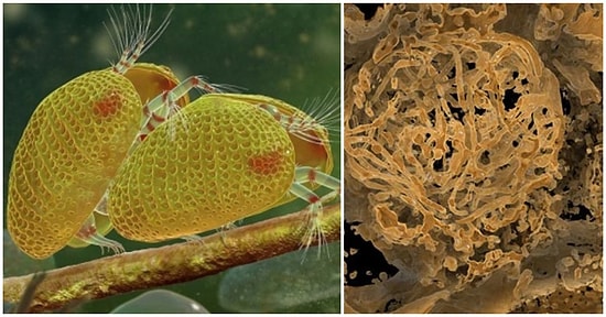Bilim İnsanları Tam '100 Milyon Yıllık' Dünyanın En Eski Spermini Keşfetti