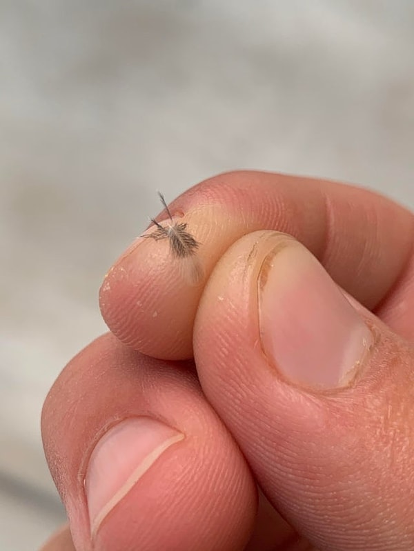 10. Пёрышко колибри