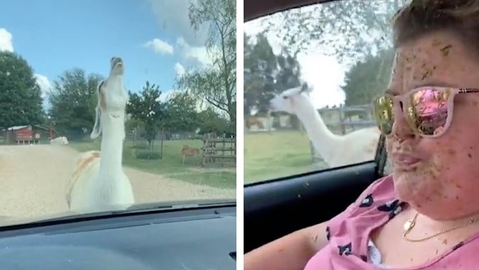 Safari Parkında Keçi Besleyen Kadının Bir Lama Tarafından Tükürük Saldırısına Uğradığı Anlar