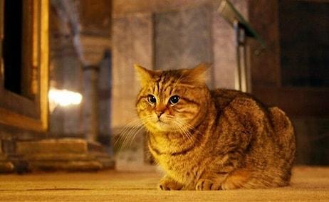 Ayasofya'nın Kedisi Gli Hastalandı: 'Kalabalıktan Uzak Bir Odada Yaşaması Gerekiyor'
