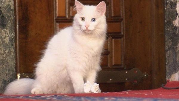 Hatta Gli'ye arkadaşlık etmesi için Ankara'dan 'Kılıç' adında bir kedi de Ayasofya'ya gönderilmişti.