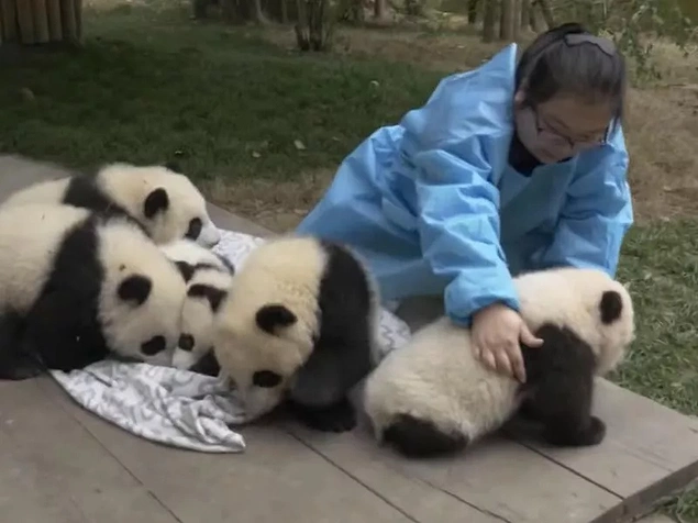 Panda dadısı