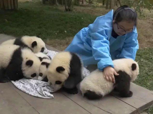 12. Panda dadısı