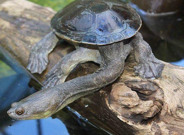 4. Fazlasıyla uzun boynuyla hepimizi ürküten bu kaplumbağa: